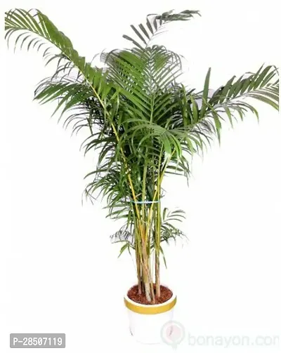 Areca Palm H101