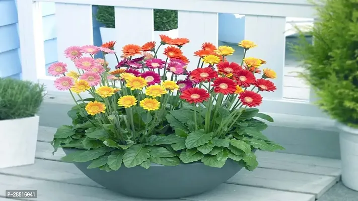 Natural Live Plant for Home Garden