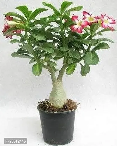 Natural Live Plant for Home Garden-thumb0