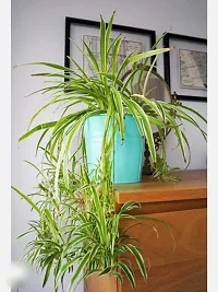 Spider Plant  Spider Plant  xnewdeb635-thumb1