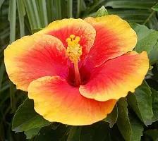 Hibiscus Plant  Hibiscus Plant kingdom152-thumb1