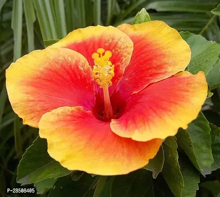 Hibiscus Plant  Hibiscus Plant kingdom152-thumb2