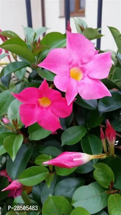 Mandevilla Plant  Pink Mandevilla Flower Plant  B22-thumb0