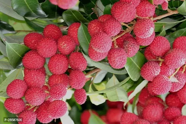 Litchi Plant  Litchi Plant heaven182