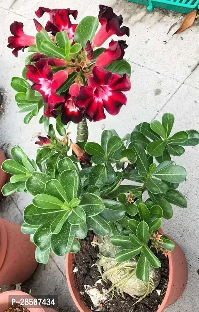 Adenium Plant  aad01