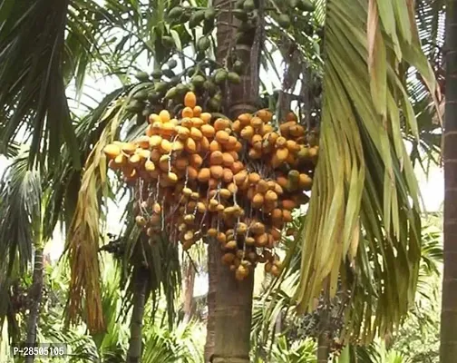 Betel NutSupari Plant  Hybrid Supari Plant  B 22-thumb0