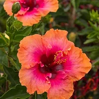 Hibiscus Plant  Hibiscus Plant kingdom78-thumb1