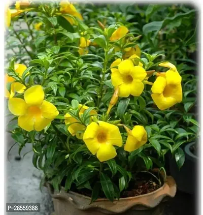 Earth Angels Thunberjia Plant yellow allamanda plant-thumb0