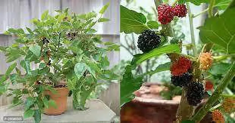 ShahtootMulberry Plant  Lomon grass Plant-thumb0