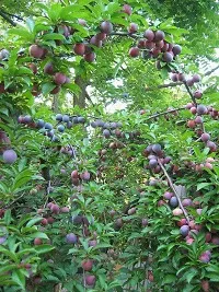 Aloo BukharaPlum Plant  AlooBukhara XOxygreenPlant 23-thumb2