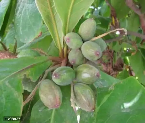 Almond Plant  Badam Plant  Fruit And Fruit Tree K004