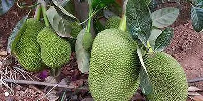 Jackfruit Plant  JackFruit Xoxy1-thumb1