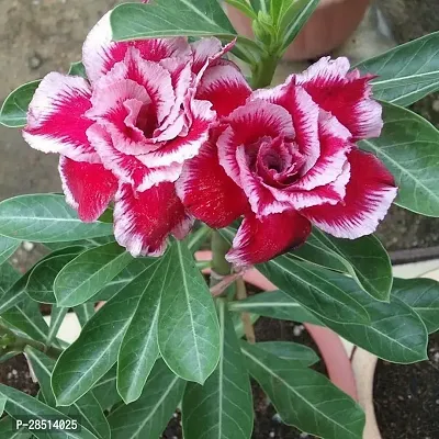 Natural Live Plant for Home Garden-thumb3