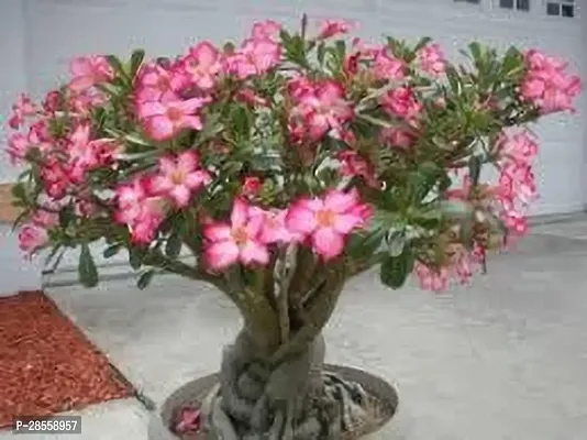 Earth Angels Adenium Plant ADENIUM PLANT NBVD-thumb0