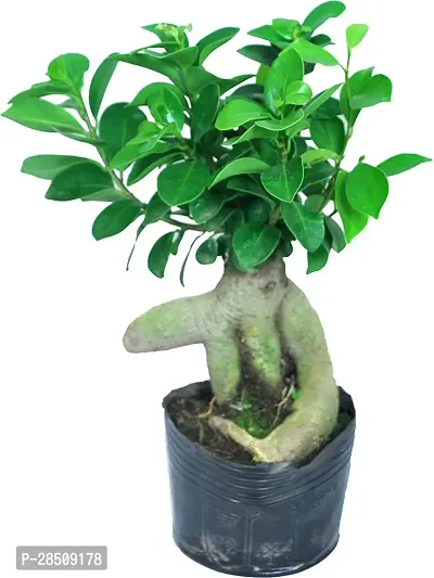 Ficus Bonsai Plant  Ficus XPEDPOUDHE-thumb0