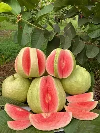 Earth Angels Guava Plant Vamsha Red Flesh Guava Fruit Plant Amrud Plant-thumb1