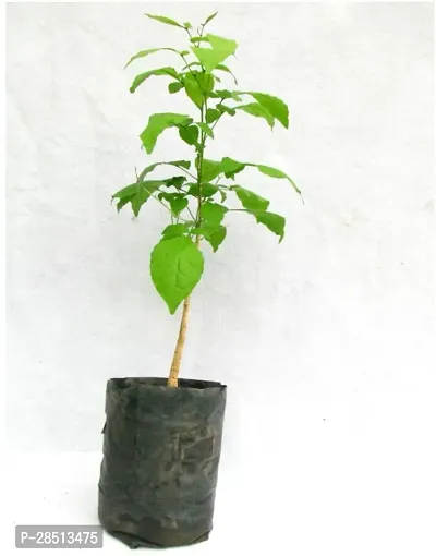 Natural Live Plant for Home Garden-thumb0