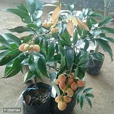 Litchi Plant  Dwarf Lychee  Litchi Fruit Plant    1 Layering Live Plant-thumb0