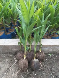 Coconut Plant  Hybrid Coconut Fruit Plant s 211-thumb1