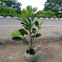 Natural Live Plant for Home Garden-thumb1