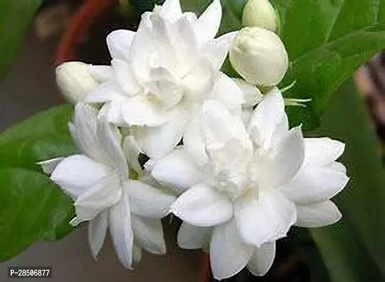 Jasmine Plant  belljasmine Plant-thumb0