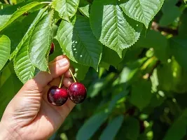 Cherry Fruit Plant  Cherry Plant kingdom10-thumb1