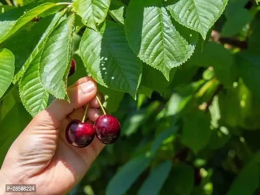 Cherry Fruit Plant  Cherry Plant kingdom10-thumb2