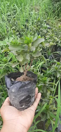 Natural Live Plant for Home Garden-thumb2