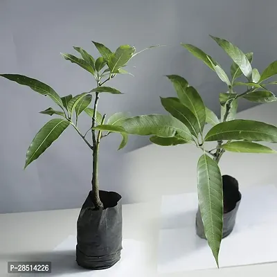 Natural Live Plant for Home Garden-thumb0