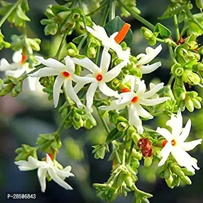 Night Bloom Jasmine Plant  Raat ki Rani  Night Blooming  Jasmine Beautiful Flower Live Plant-thumb0