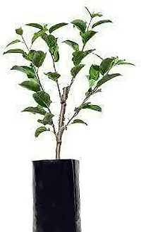 Earth Angels Apple Plant Red Origin Apple Plant Grafted (2 feet Live Healthy Plant )-thumb1