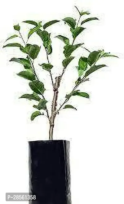 Earth Angels Apple Plant Red Origin Apple Plant Grafted (2 feet Live Healthy Plant )-thumb2