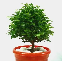 Natural Live Plant for Home Garden-thumb1