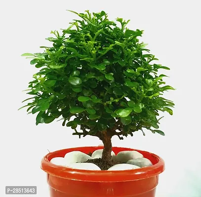 Natural Live Plant for Home Garden-thumb2