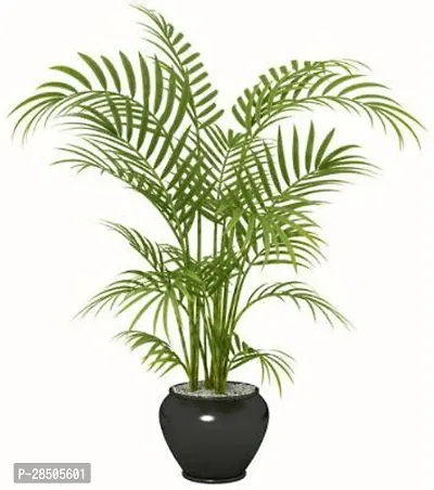 Areca Palm areca a1934-thumb0