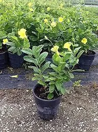 Mandevilla Plant  Mandevilla Yellow XOxygreenPlant-thumb2