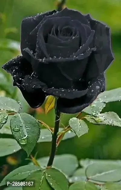 Rose Plant  Rose Black Xpb mandira Plant-thumb0