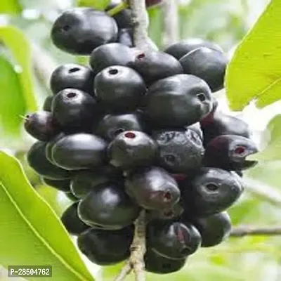 Jamun Plant  Thailand Black Jamun Plant   003 2-thumb0