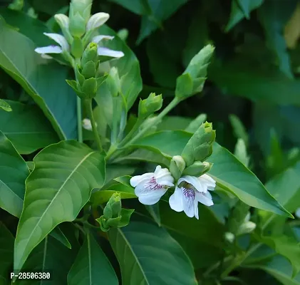 Heart Leaf Oxycardium Plant  Plant  ADALODAKAM-thumb0