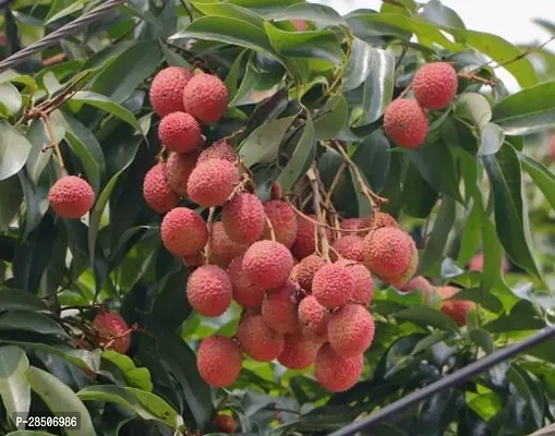 Litchi Plant  Deradun litchi