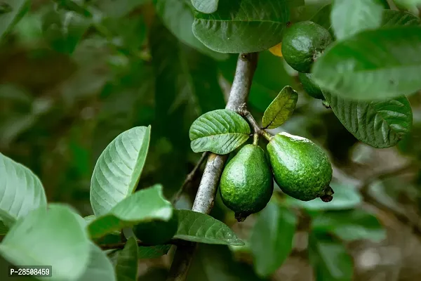 Guava Plant  Guava xPlant genic04-thumb0