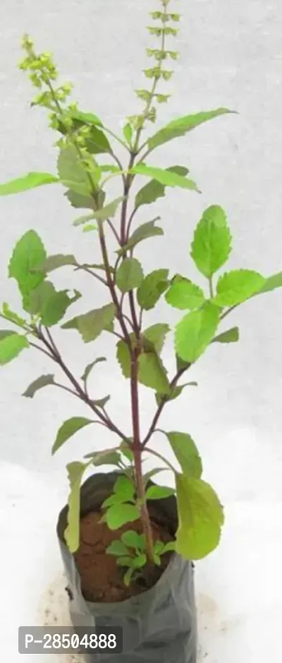 Tulsi Plant  Holy Basil Plant  T0010-thumb0