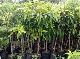 Mango Plant  Live Langra Mango Plant  Grafted-thumb2