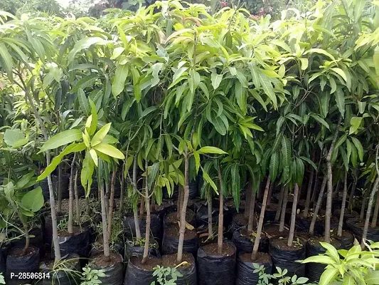 Mango Plant  Live Langra Mango Plant  Grafted-thumb3