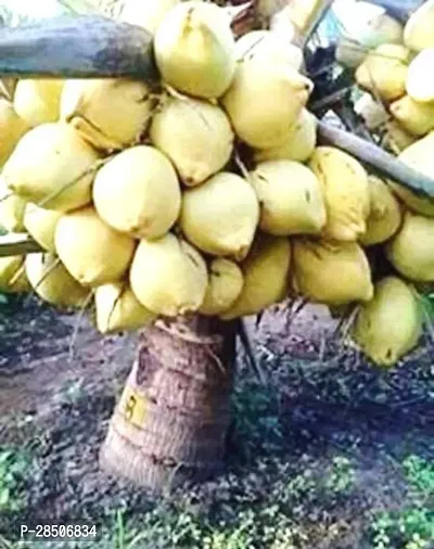 Coconut Plant  Live Coconut Mekong Delta Vietnam Green Dwarf Plant  Vietnam Coconut Tree Plant-thumb0