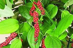 Black Pepper Plant  Black paper Model Name Neelamunde Plant-thumb2