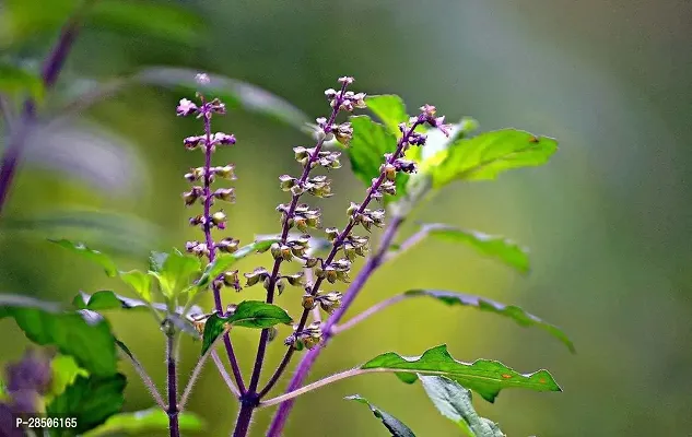 Tulsi Plant  Plant  THULASI-thumb0