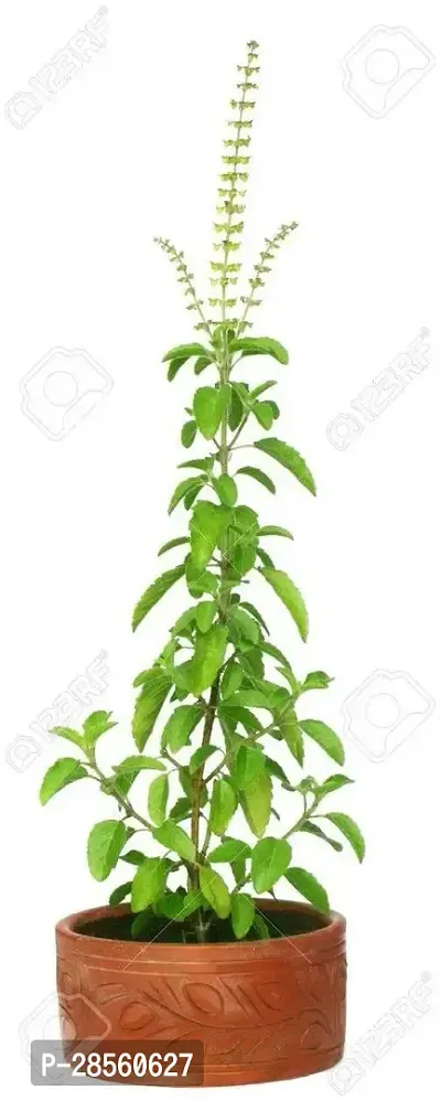 Earth Angels Tulsi Plant Tulsi-thumb0