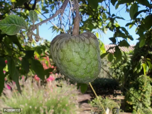 Rare Cherimoya Fruit Exotic Seedling Live Plant  Plant  CHERIMOYA3-thumb0