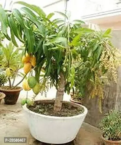 Mango Plant  Mango xPlant genic03-thumb0